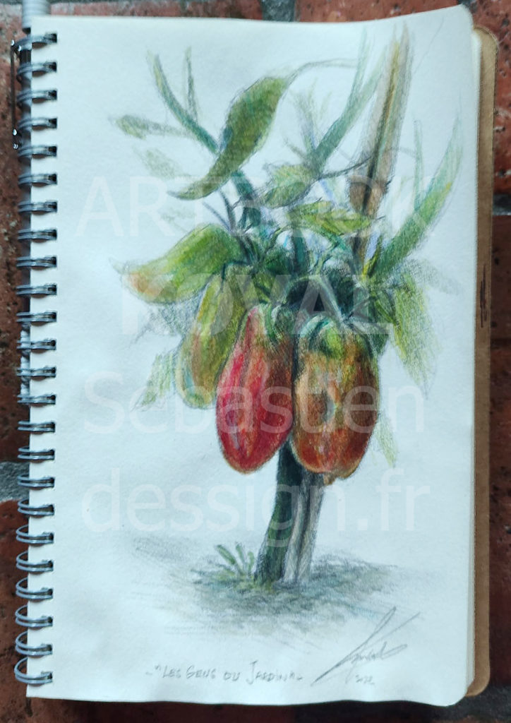 tomates sketch tomatoes dessign.fr dessin ARTBOOK KOVAL Sébastien