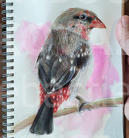 pinson aux fraises naturalisme dessign.fr dessin ARTBOOK KOVAL Sébastien
